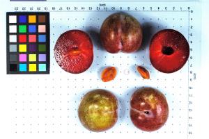 Click for 1 image(s) for this accession. FRUIT
